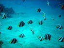 school_of_butterfly_fish[1]