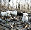 Bichon Maltese