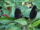 Black Chili Pepper (2009, Sep.25)