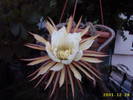 Selenicereus 025