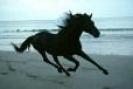 Avatare_cu_Cai__Avatare_cu_Animale_2[1]