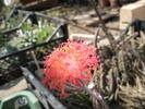 Senecio stapeliformis - floare ( 18.04 )