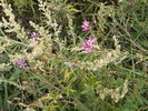 DSCN0262