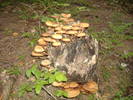 DSCF6012