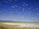 Migrating Snow Geese, Bosque del Apache National Wildlife Reserve, New Mexico