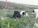 poze 04.05.2009 080