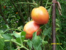 DSCI0459