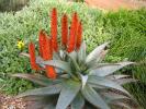aloe_ferox_7