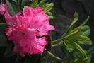 Rhododendron