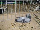 10264 fig 1