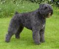 BOUVIER DES FLANDRES