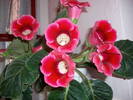 Gloxinie rosie simpla