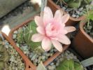 Gymnocalycium horstii