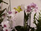 phalenopsis