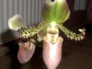 paphiopedilum