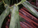 DSCI0631