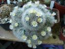 Mammillaria bocasana