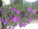 Achimenes