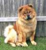 chow-chow08