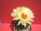 Coryphantha unicornis - 16.08
