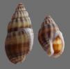Shell097