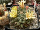 mammillaria_crasimammilis