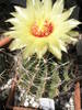 Hamatocactus setispinus - 29.06