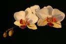 phalaenopsis