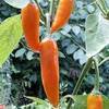 Bulgarian Carrot Chili Pepper