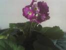 PRIMULA OBCONICA