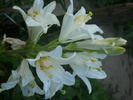 DSCI0602