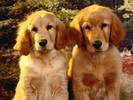 Caini Wallpaper Poze cu Catei Imagini Desktop Canin