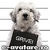 avatare_gratuite_20192a0987e89fc9b6ac486aac567713