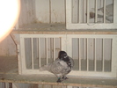 DSC00868