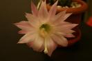 echinopsis