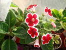 Gloxinia rosu paspolat