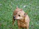 Dogs wallpaper 8