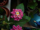 Lantana galben-mov