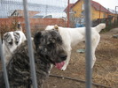 poze 11.10.2009 Jucu 016