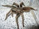 tarantula gigantica