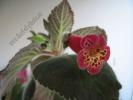 Kohleria Onamnad 4