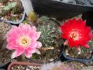 Lobivia vilolaciflora &Lobivia jojoiana