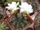 Gymnocalycium vatterii