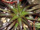 Dykia