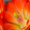 Claret%20Cup%20Cactus%20Blossom