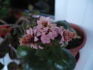 Picture 021