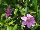 clematita