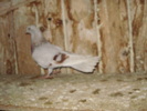 P9061603