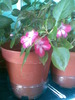 impatiens roz cu alb