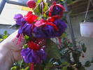 Picture 004